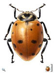 Hippodamia convergens