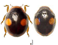 Hyperaspis bisignata
