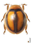 Hyperaspis corcovado