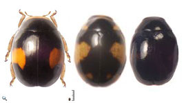 Hyperaspis funesta