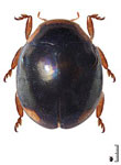 Hyperaspis luciae