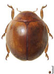 Hyperaspis pectoralis