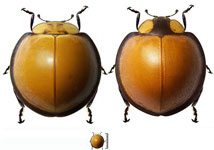 Mononeda marginata