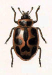 Naemia seriata