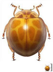 Neda tredecimsignata