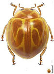 Neocalvia fulgurata