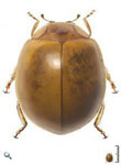Paraneda pallidula guticollis