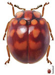 Pristonema sp. 3