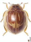 Psyllobora hybrida