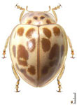 Psyllobora lenta