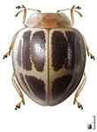 Psyllobora plaumanni