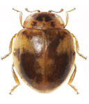 Psyllobora sp. 1