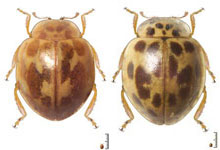 Psyllobora sp. 2