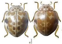 Psyllobora sp. 17