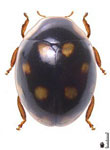 Serratitibia sp. 9