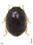  Stethorus peruvianus