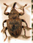  Neochetina eichhorniae