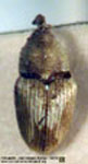  Geraeus aureomicans