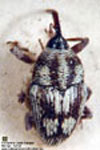  Linogeraeus bellulus