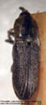  Lipancylus quadricollis