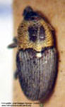  Nicentrus elegans