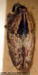  Paramadarus complexus