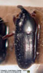  Sibariops rufinasus