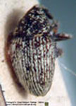  Thestonia unicolor