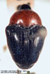  Xystus sanguinicollis