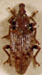  Listronotus vulgaris