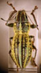 Naupactus bipes
