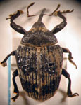  Rhyssomatus diversicollis