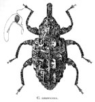  Conotrachelus azurescens