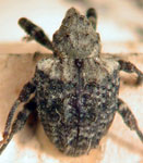  Conotrachelus contractus