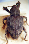  Conotrachelus praeustus