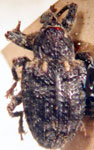  Conotrachelus subsetosus