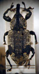  Heilipodus lateralis