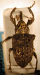  Heilus fasciculatus