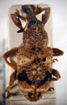  Rhineilipus bifurcatus