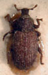 Hormops hirtellus