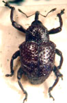  Chalcodermus humeridens