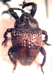  Chalcodermus rubromaculatus