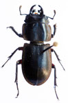  Erichius femoralis