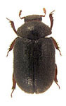 Aesalus neotropicalis