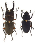 Leptinopterus femoratus