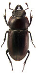 Onorelucanus marujae