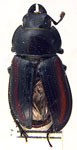 Onorelucanus rufolineatus