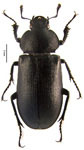 Platyceroides opacus