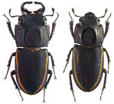 Pycnosiphorus lessonii ugartei