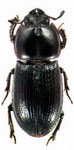 Sclerostomulus nitidus